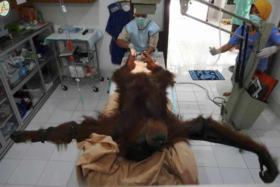 Bei dem Orang-Utan wurden 74 Gewehrkugeln gefunden.