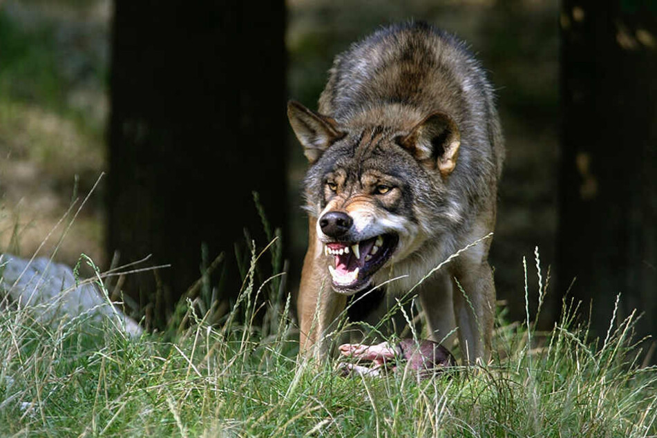 Der geschützte Wolf verbreitet
sich weiter im Freistaat. Vor allem das Rosenthaler Rudel hat gelernt, über
Fest- und Elektrozäune zu springen.