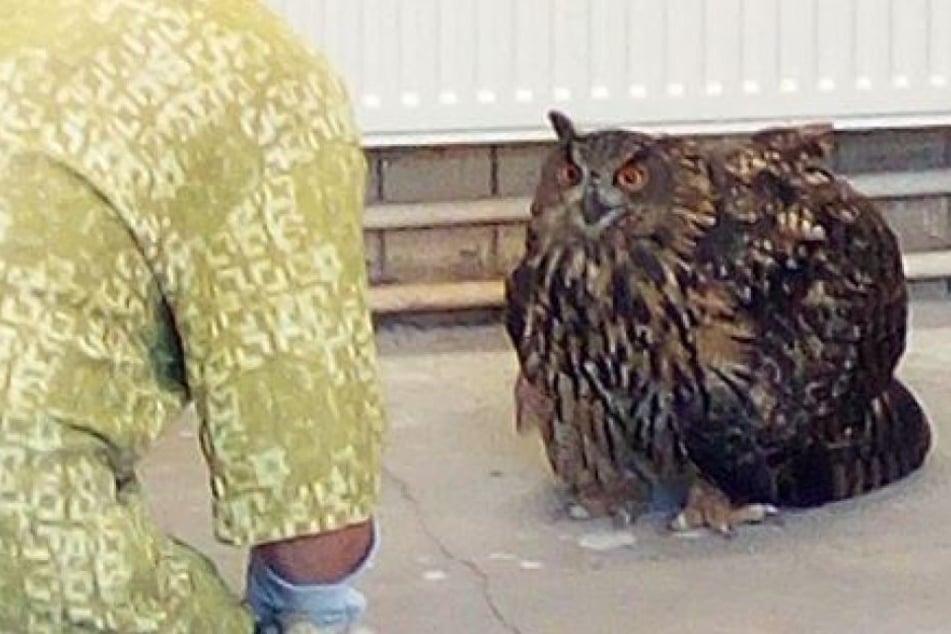 Der Uhu wurde in einen Tierpark gebracht.