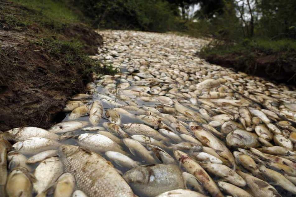 Mitglieder des Fischvereins fanden die toten Fische im Fluss.