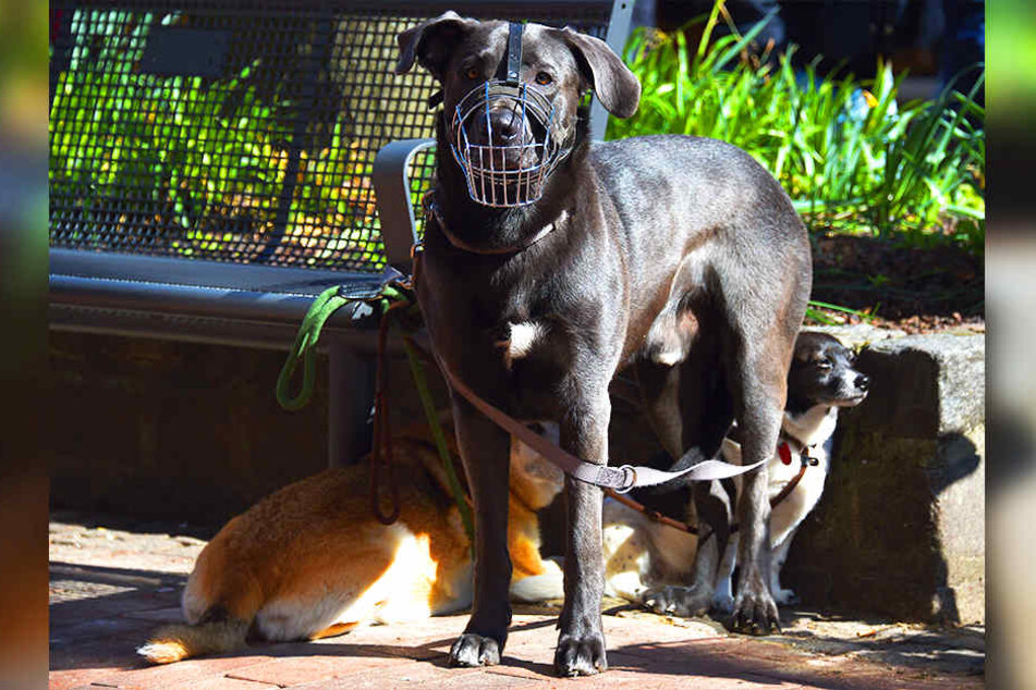Für einige Hunderassen, die als gefährlich eingestuft werden, müssen Herrchen und Frauchen 540 Euro Hundesteuer jährlich hinblättern.