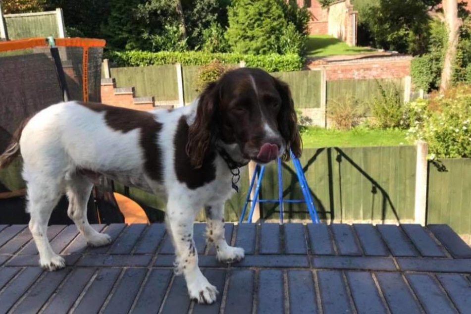 Der Hund nahm den Mund wohl etwas zu voll.
