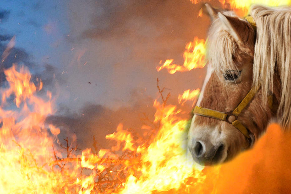 Für sieben Tiere kam die Hilfe zu spät. (Symbolbild)