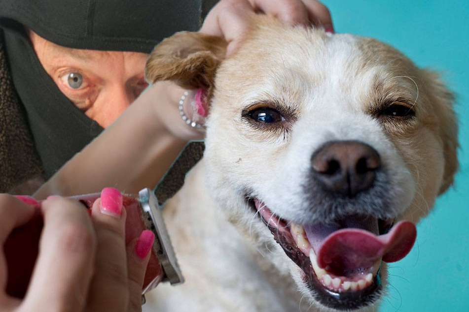 Der unbekannte Mann scheiterte an der 65-jährigen Besitzerin des Hundesalons.