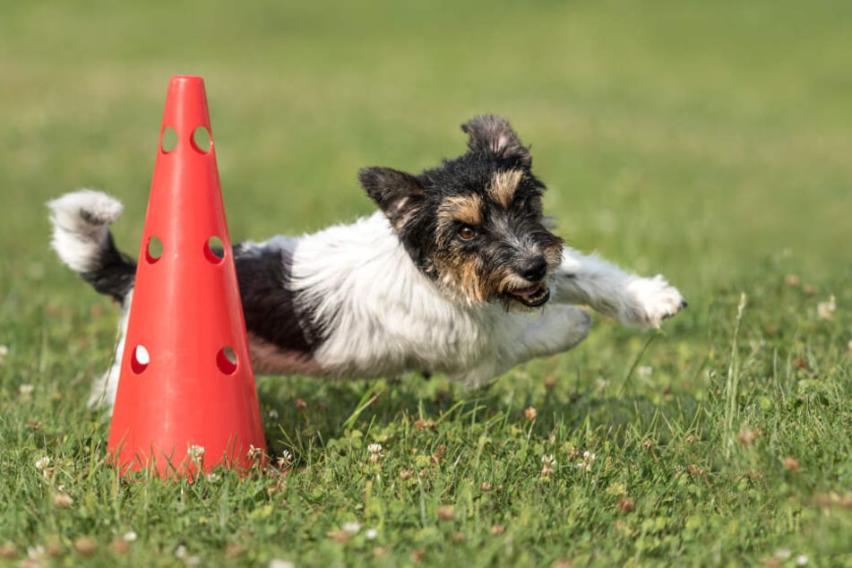 Den Umgang mit anderen Welpen und älteren Hunden lernt der Vierbeiner am besten in einer Hundeschule.