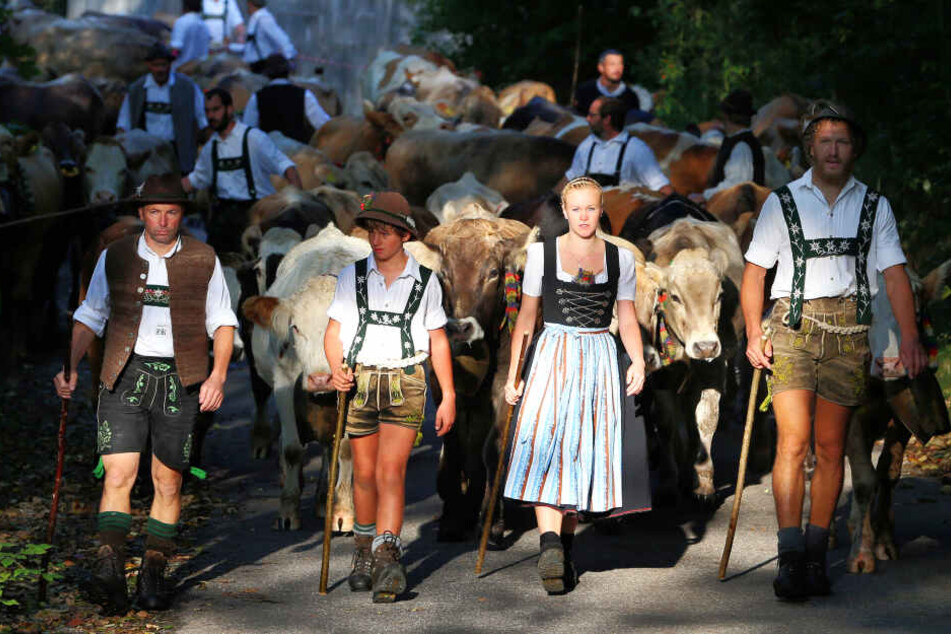 Viehscheid im Allgäu: Hirten treiben im Vilstal ihre Herden ins Tal.