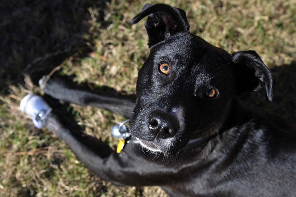 In Russland wurde ein Pitbull acht Jahre lang regelmäßig von seinem Besitzer misshandelt. (Symbolbild)