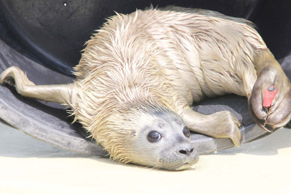 Seehundbaby "Primus" wurde auf Helgoland gefunden und ist nun in der Seehundstation.