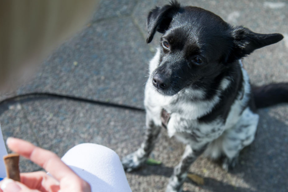 Mindestens zwei Hunde aßen schon die ausgelegten Köder (Symbolfoto).