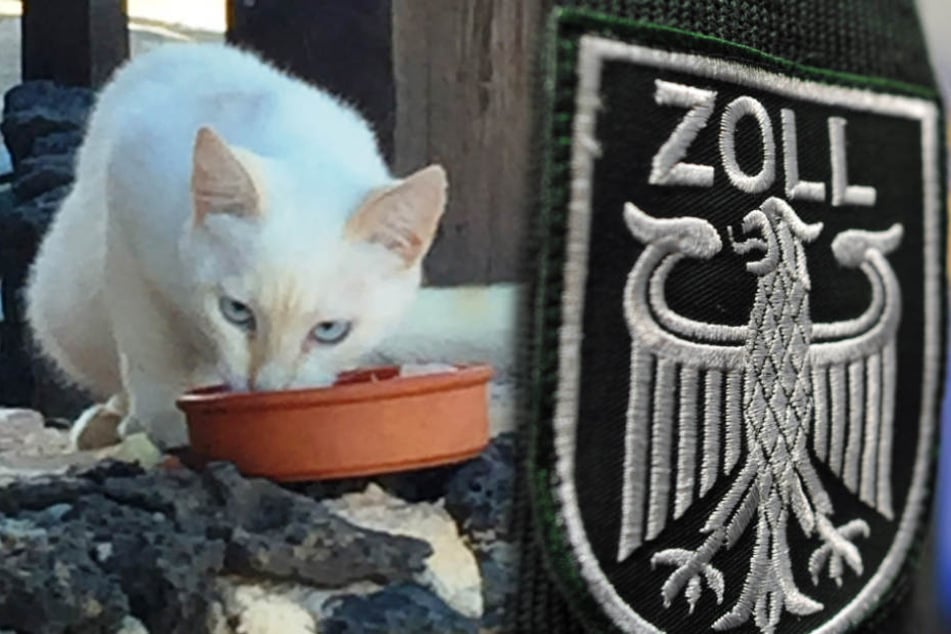 Die süße Urlaubs-Katze muss leider zurückbleiben.