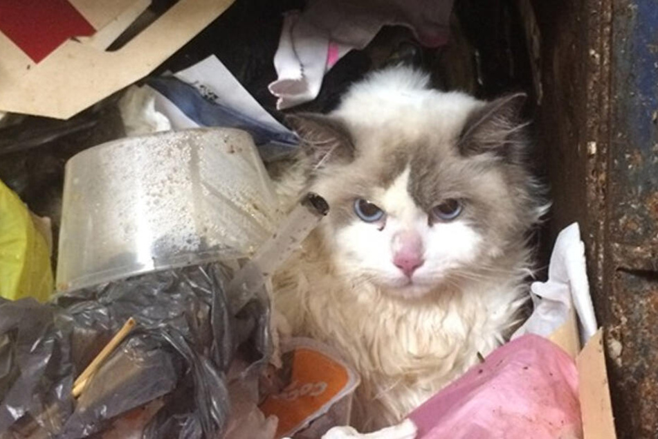 Die Katze wurde wie Müll entsorgt.