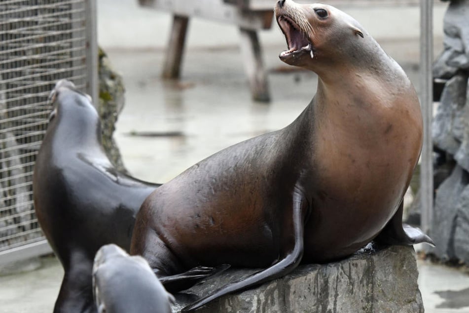 Was treiben die Seelöwen nachts im Kölner Zoo?