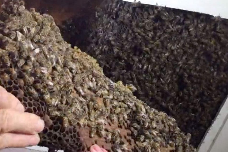 Hinter der Zimmerdecke kamen tausende Bienen zum Vorschein!