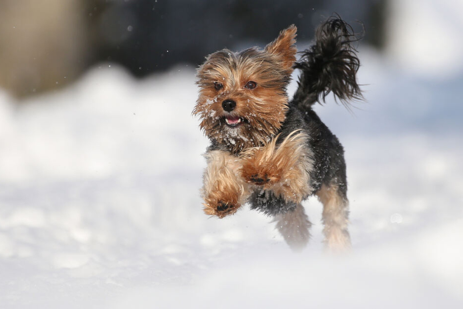 Der Terrier hatte keine Chance gegen den größeren Hund. (Symbolbild)
