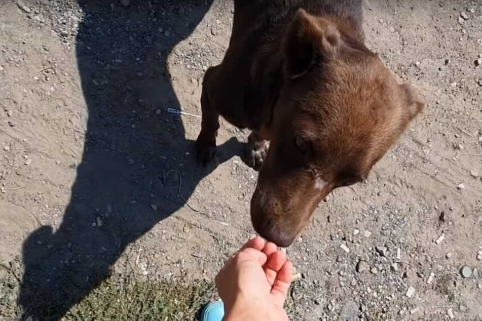 Die Tierschützer nahmen Remy schließlich bei sich auf.