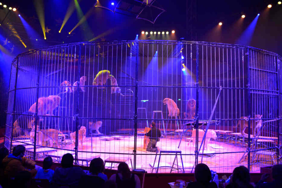 Raubtiernummern bietet Dompteur Martin Lacey vom Circus Krone.