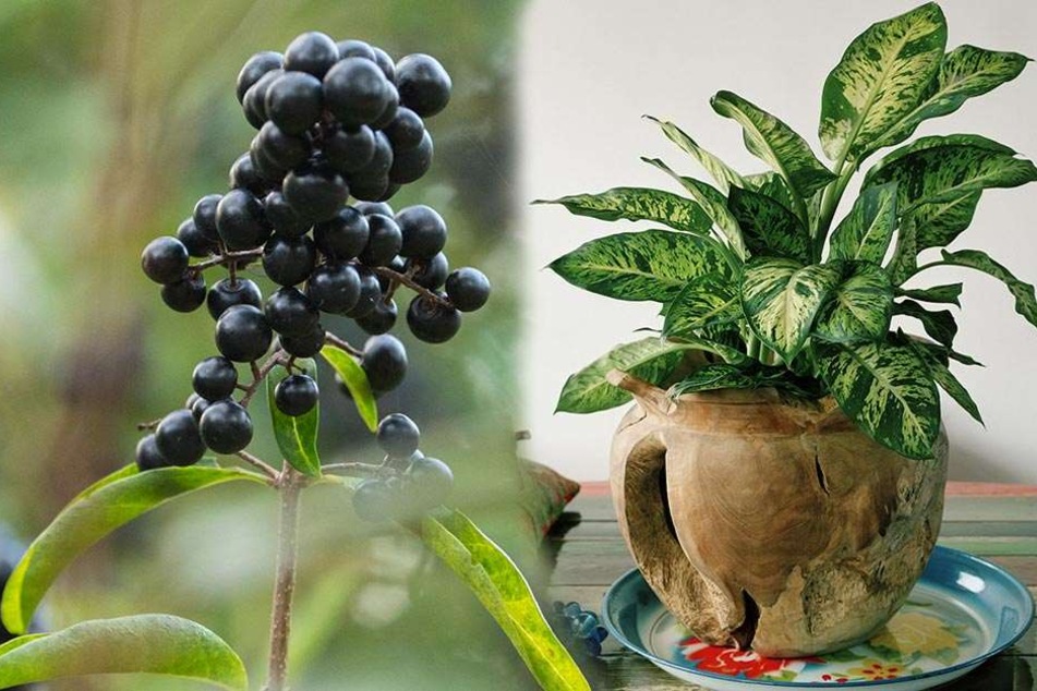 Die Liguster (links) ist eine gefährliche Gartenpflanze, die Dieffenbachia (rechts) eine Zimmerpflanze, die für Kinder sehr gefährlich sein kann.