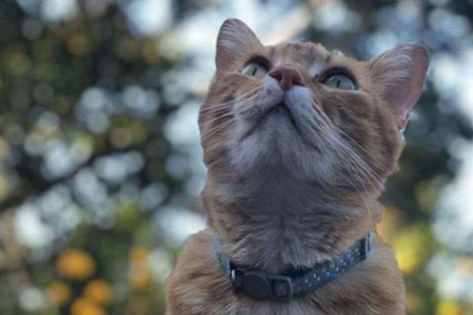 Katzen Video Geht Um Die Welt Kann Dieser Kater Wirklich