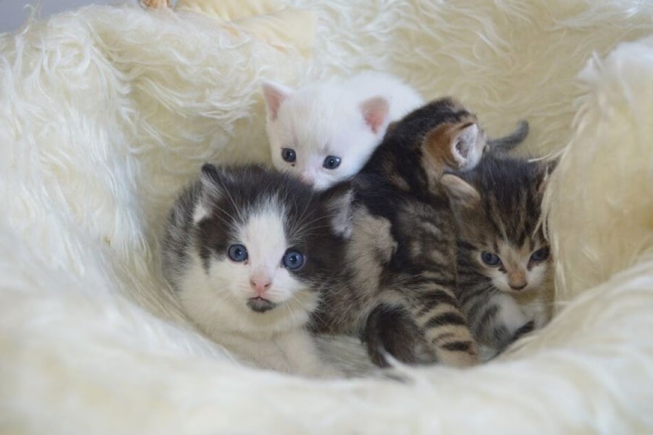 Das Tierheim Chemnitz-Röhrsdorf sucht Namenspaten für Kätzchen.
