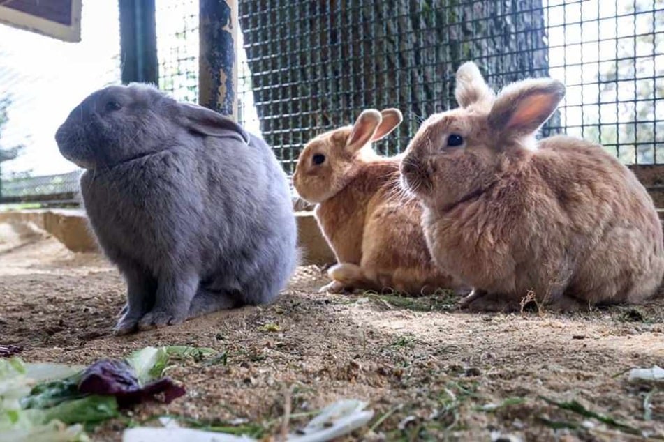 Zum Kuscheln niedlich! Leider sind kleine Tiere wie diese Kaninchen nicht
sonderlich robust gebaut.