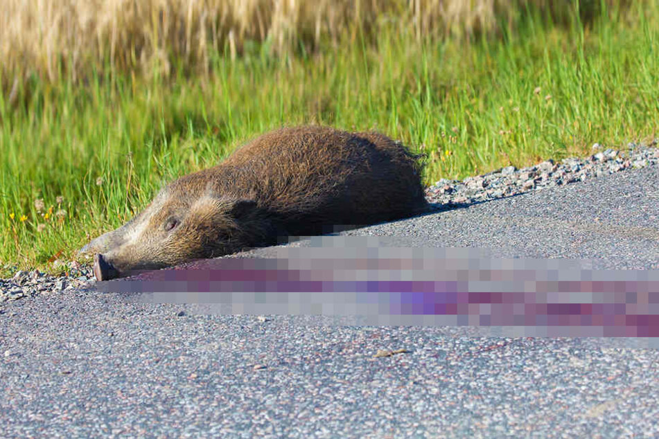 Ein Wildschwein löste jetzt gleich drei schwere Unfälle aus. (Symbolbild)
