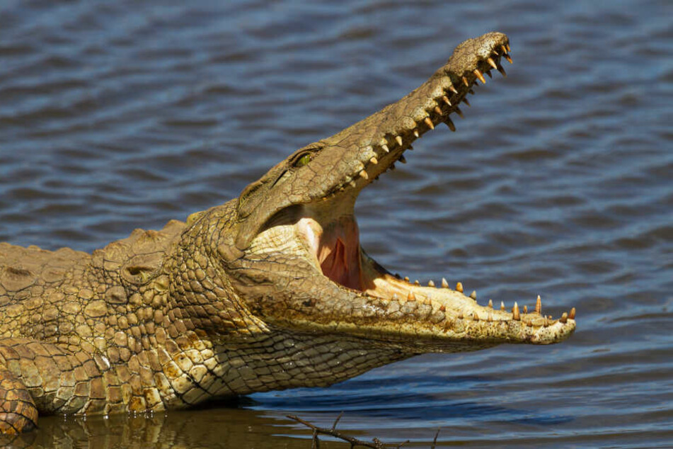 Ein Krokodil tötete einen zehnjährigen Jungen.