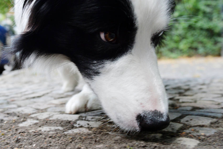 In den Giftködern befand sich eine unbekannte Substanz. Ein Hund hatte den ersten Köder beim Spaziergang entdeckt. (Symbolbild)
