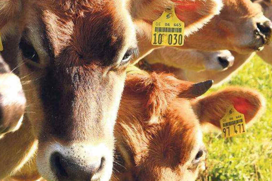 Betriebe in der Tierwirtschaft müssen wegen der Zeitumstellung neue Abläufe zum Beispiel wegen des Melkens beachten.