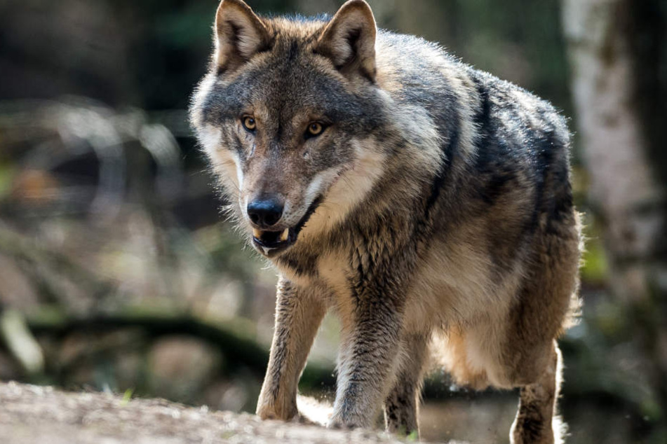 Viele Schäfer im Odenwald fürchten den Wolf und große Einbußen durch dessen Jagdverhalten. (Symbolbild)