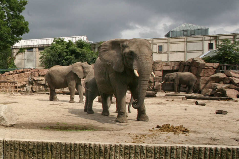 Das Gehege der Elefanten im Tierpark ist in die Jahre gekommen.