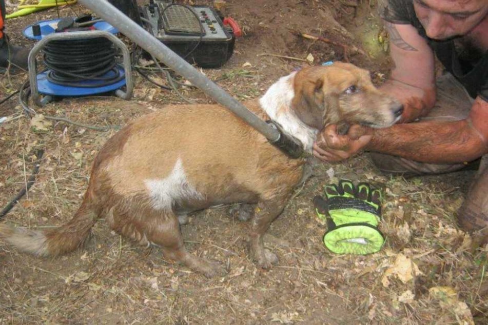 Terrierhund "Spooki" wurde aus einem Bisambau gerettet.