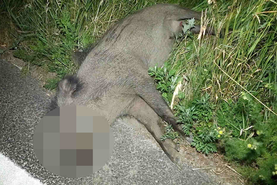 Ein Wildschwein überlebte den Zusammenstoß mit einem Motorrad nicht.