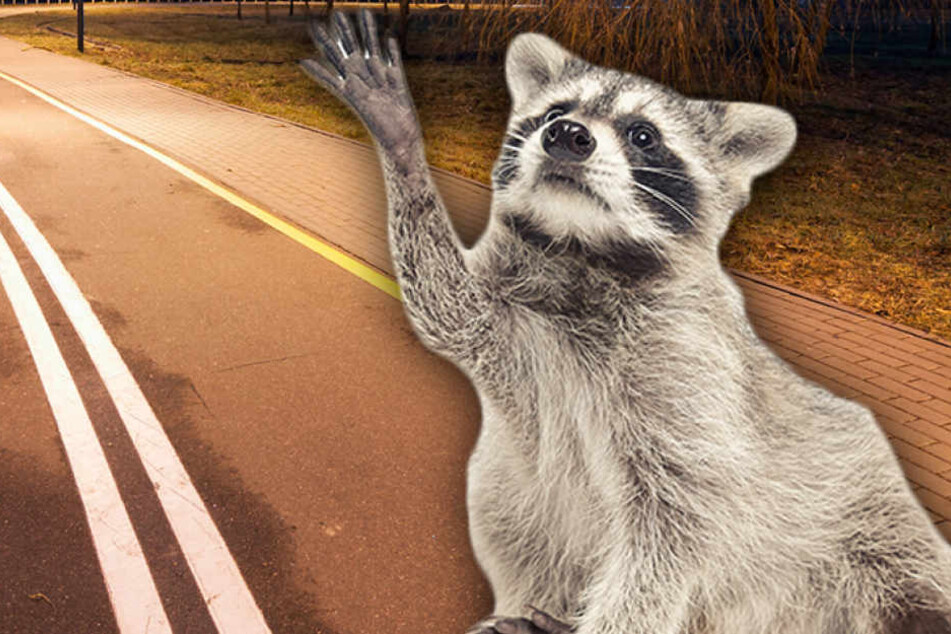 Ein betrunkener Waschbär hat einen Polizeieinsatz in Bayern ausgelöst.