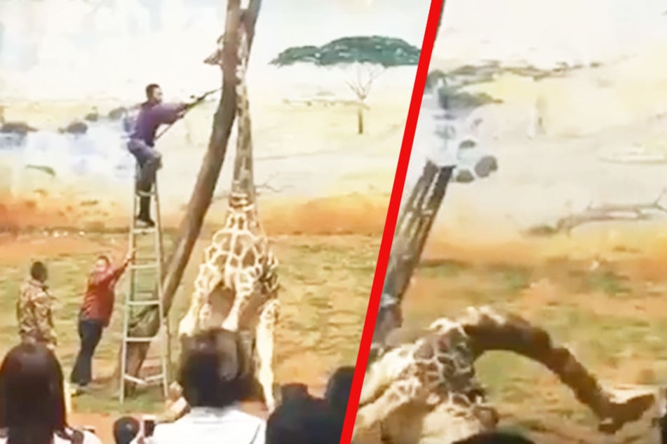 Die Giraffe hat ihren Kopf eingeklemmt, wenige Minuten später ist sie tot.
