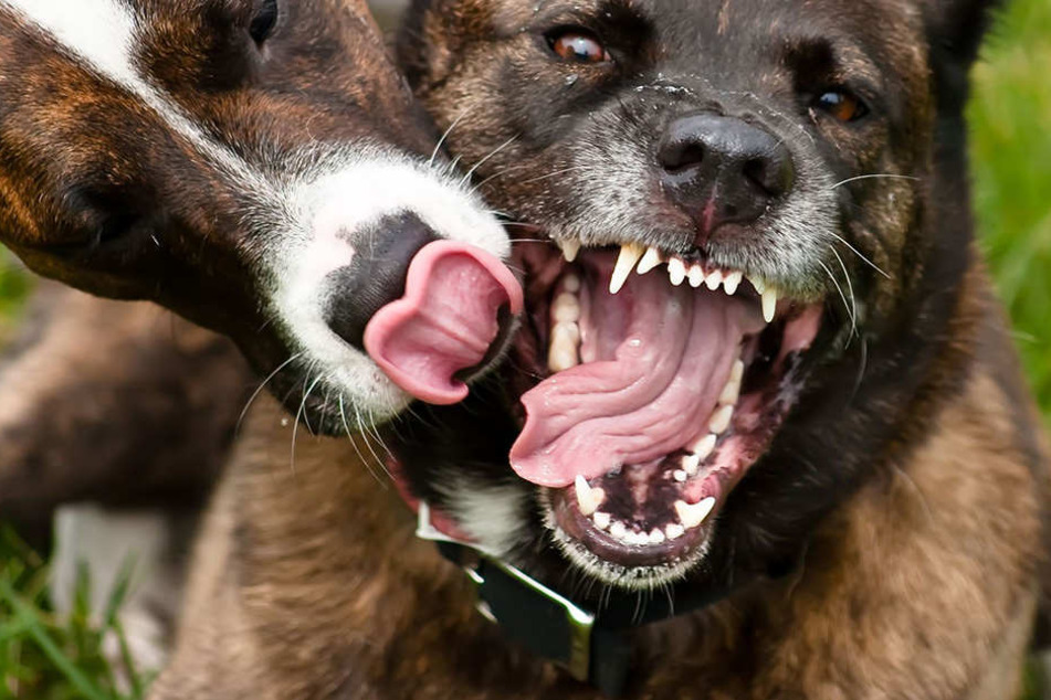 Drama in Italien Hunde beißen Einjährige tot TAG24