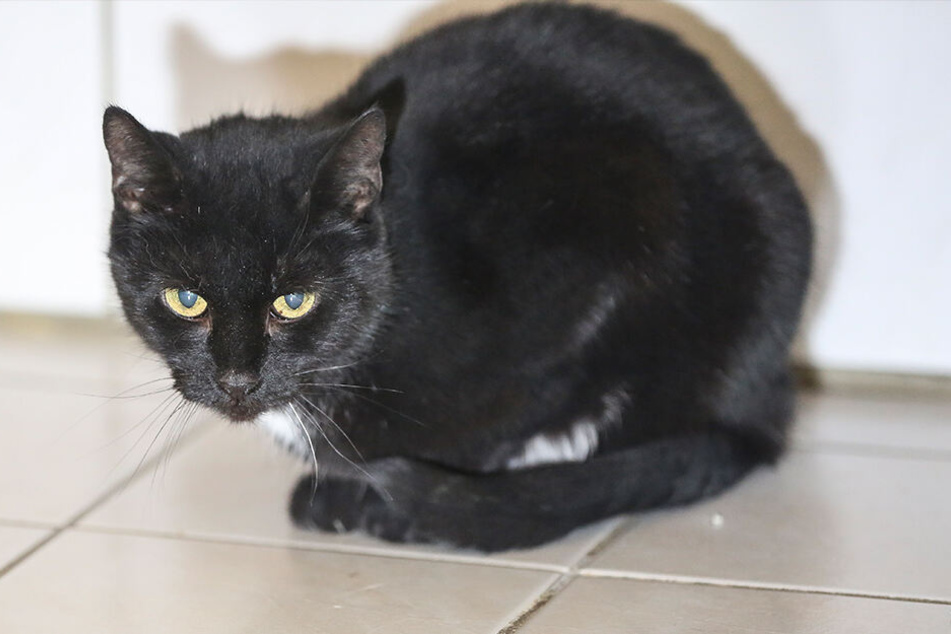 Wer schenkt Katze "Spinne" Vertrauen und ein ruhiges neues Heim?