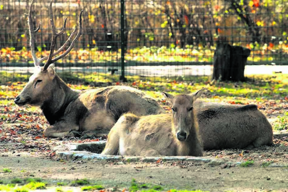 In den kommenden Monaten soll wieder ein Milu-Trio in das Gehege im Dresdner Zoo einziehen.
