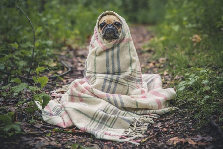 Hunde sind Rudeltiere und wollen nicht allein gelassen werden.