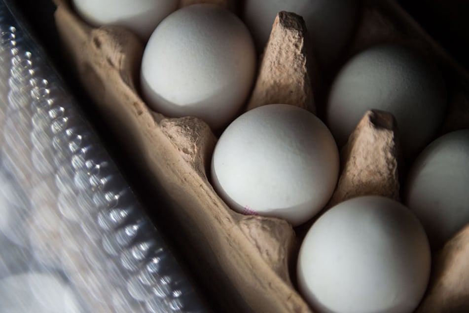 Die giftigen Eier sind mit dem Schädlingsbekämpfungsmittel Fipronil belastet.