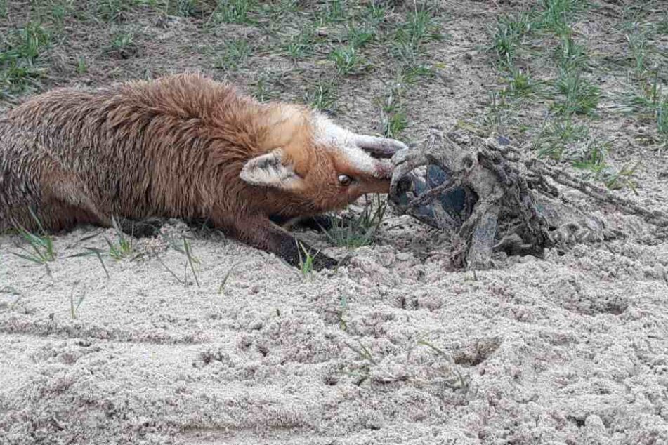 Grauenvoller Anblick: Der Fuchs hängt mit verdrehtem Kopf in dem Tellereisen.