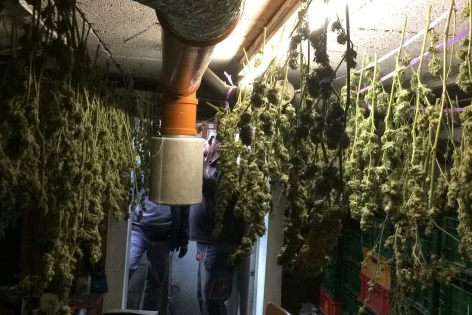 Manche Marihuana-Pflanzen waren bereits zum Trocknen aufgehängt.