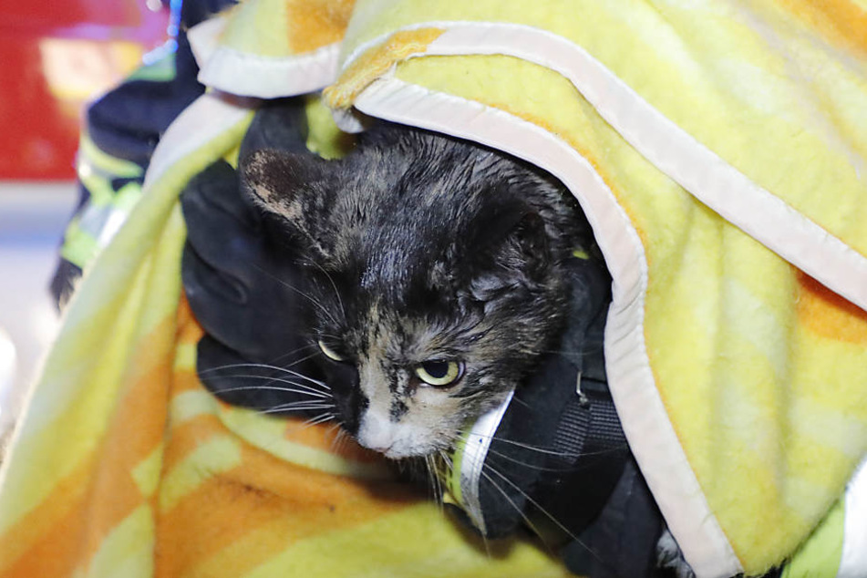Eine Katze konnte vor dem Flammentod bewahrt werden.