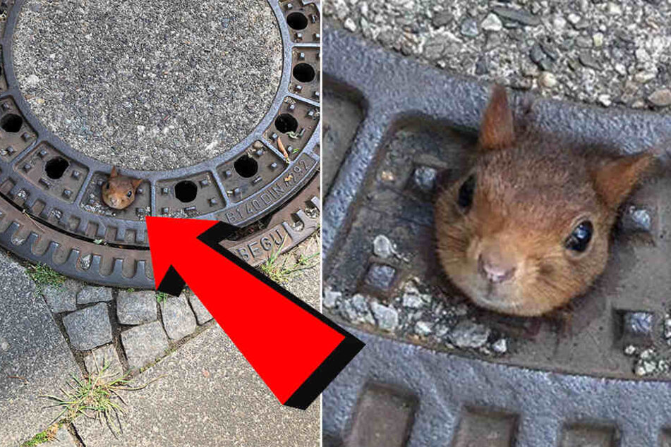 In dieser misslichen Lage wurde das Eichhörnchen im Gullydeckel gefunden.