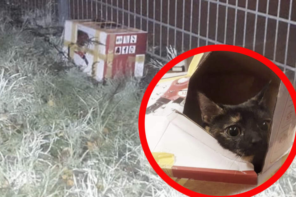Herzlos: Die junge Katze wurde einfach über den Zaun des Tierheims geworfen.