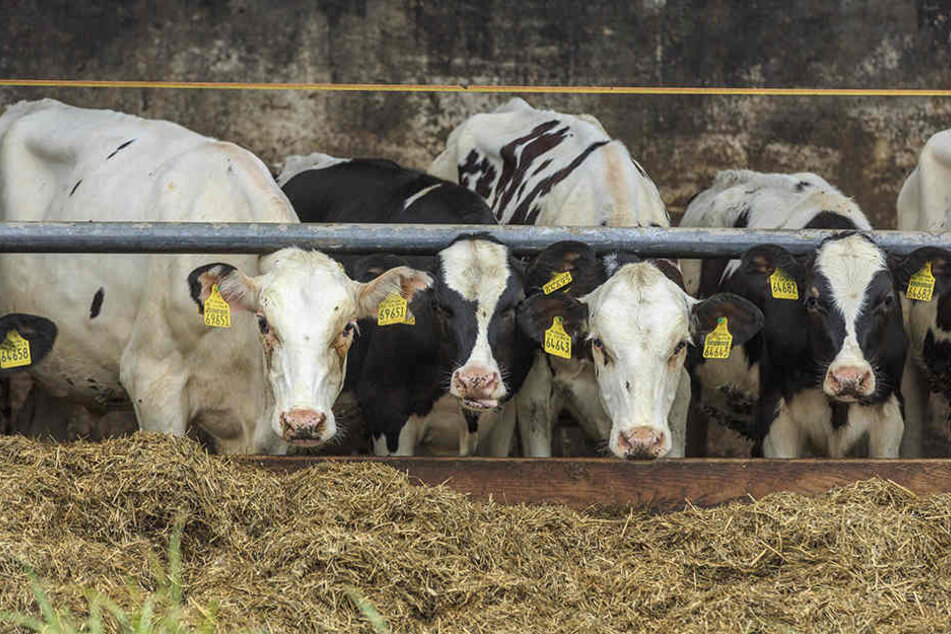 Gegen eine Zahlung von 2100 Euro an den Tierschutzverein wurde das Verfahren eingestellt.