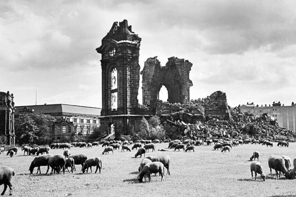 BU-B:Kaum ein historisches Dresden-Buch kommt ohne dies Bild aus: Schlafkes Schafe 1957 vor der Frauenkirche.
