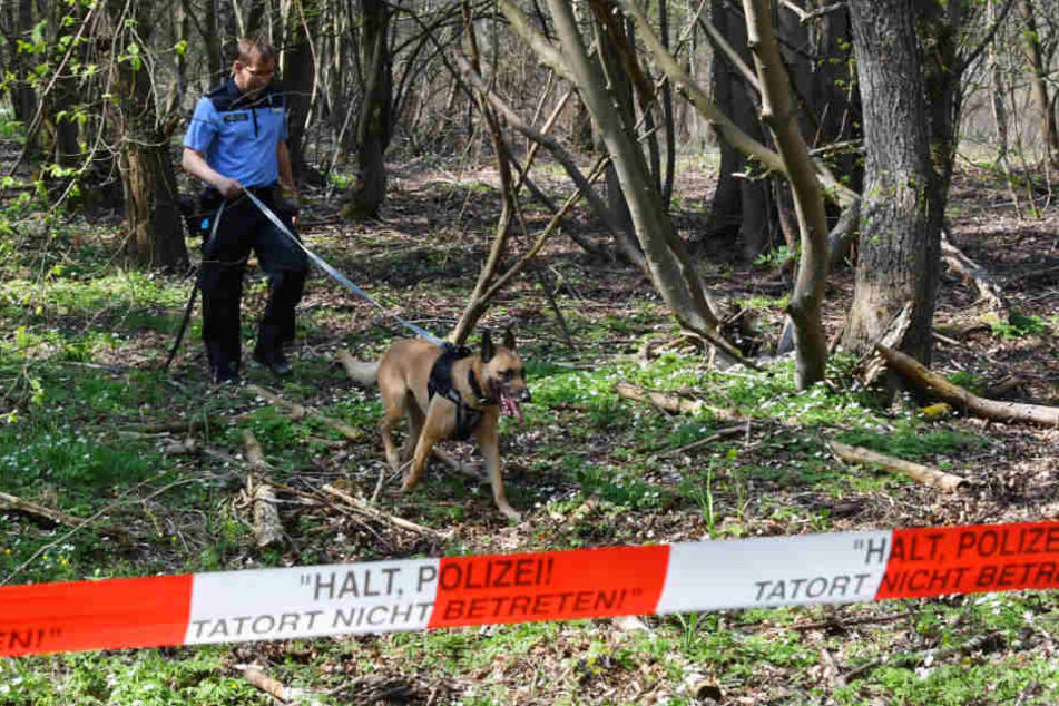 Mit einem Leichenspürhund sucht ein Polizeibeamter in einem Waldgebiet bei Brieselang nach Spuren der vermissten Georgine Krüger.