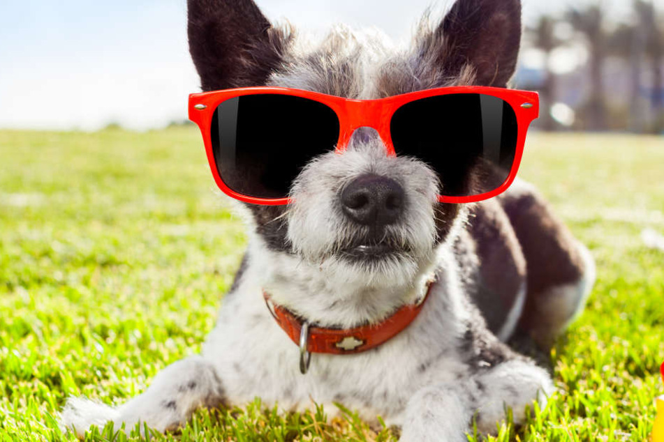 Nicht nur wir Menschen und unsere Haut haben mit der Sonne zu kämpfen. Auch Hunde und Katzen sollten möglichst vor praller Sonneneinstrahlung geschützt werden (Symbolbild).