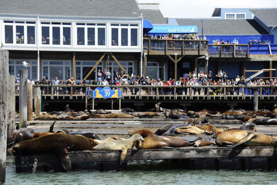 Das Pier 39 in San Francisco ist ein beliebter Touristen-Hotspot.