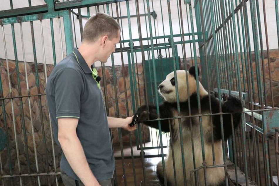 Hallo, ich bin der Neue für Berlin. Der Berliner Tierpfleger Christian Toll "begrüßt" das Panda-Weibchen "Mengmeng" in der Zuchtstation in Chengdu.